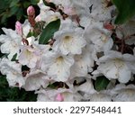 Small photo of Flower of Great white rhododendron (Rhododendron fortunei decorum) or Great white rhododendron