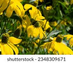Small photo of (Rudbeckia nitida) Cutleaf coneflowers or goldenglow 'Autumn sun', perenial autum sunshine with pale yellow flower-heads surronding green hemispherical hearts on very tall bare erect stems with basal
