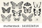 Set of realistic vector butterflies. Collection of vintage elegant illustrations of butterflies. 10 eps. Design element for your project.