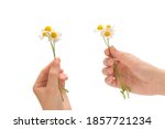 Bouquet of daisies in woman hand isolated on white background.