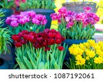 Tulips Of Different Colors In...