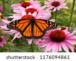 Male monarch butterfly is a pollinator for a cluster of vivid pink flowers.