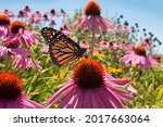 Monarch butterfly sips nectar from pink coneflowers blooming in pollinator garden
