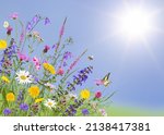 Colorful Meadow Flowers With...