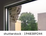 Wasp hive hanging by the window ...