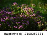 Pink Soapwort Flowers In The...