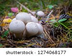 Forest Mushrooms Lycoperdon...