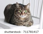 Cat On A White Chair