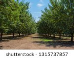 almond orchard with blue sky during harvest season