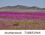 Flowering Desert  Desierto...