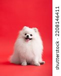 Small photo of Portraite of cute fluffy puppy of pomeranian spitz. Little smiling dog lying on bright trendy red background.