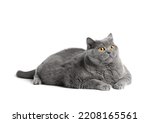 Small photo of A fat shorthair cat with big red eyes lies on a white background. Animal obesity. British cat on a white background. A large fat cat of the British breed lies and looks in surprise