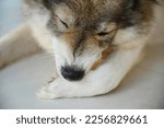 Small photo of Dog lick, gnaw, sheep, scratch due to itching. from fungi, bacteria, yeast, along the crotch area of the toes Sometimes they even put it in their mouth. may cause various pathogens ingest