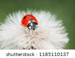 A Ladybug On A Fluffy Plants In ...