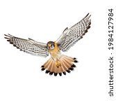 Flying hawk isolated on white...