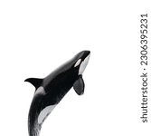 Killer whale   orcinus orca ...