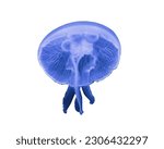 Jellyfish isolated on white...