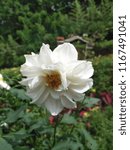 Small photo of White Rose, Avon (Procumbent Rose)