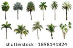 Small photo of Set of coconut and palm trees isolated on white background, Suitable for use in architectural design, Decoration work, Used with natural articles both on print and website.
