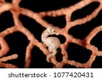 Small photo of Pregnant Hippocampus denise, also known as Denise's pygmy seahorse