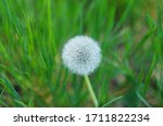 White Dandelion With Seeds...