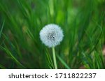 White Dandelion With Seeds...
