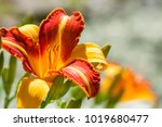 Flowering Bright Daylily In...
