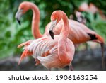 American Flamingo ...