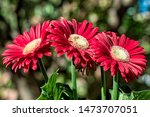 Red Gerbera Flower   Photo With ...