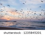 Beautiful Sunset With Flock Of...