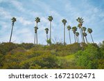 California landscape. Palm trees and beautiful sky background. View from Hollywood Hills