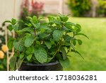 Mint Plant Close Up In Pot In...