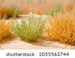 Small photo of Common Saltwort, prickly glasswort or prickly saltwort (Salsola kali) Autumn bloom in green and yellow colors. Close up of beautiful plants on the beach in sunny day