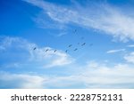 Flock of flying pelicans. Cloudy sky and silhouette of flying birds. Tranquil scene, freedom, hope, motivation concept, copy space