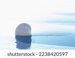 Small photo of Abstract seascape background. Seashell on the beach, and clear blue water at low tide. Vacations, relaxation concept, copy space for the text