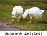 Small photo of White swan geese peacefully walking in green meadow, and pinching a grass in a sunny day. Snow swan goose walking, close-up view