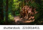 Small photo of Redwood burl on the footpath in Redwoods State and National Forest park in California