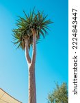 Aloe Tree On Blue Sky Background