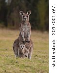Mother Kangaroo With Her Joey.