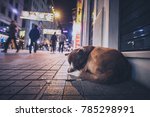 A Stray Abandoned Dog During...