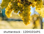Grapes And Vines Of White Wine...
