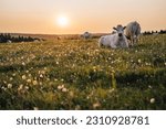 Small photo of Beautiful sunset on a pasture or a meadow, where cows and calves graze on a green grass. Cow grazing on a pasture during a sunset. Countryside pasture with green grass and flowers, cattle grazing.