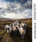 A Flock Of Swaledale Sheep On A ...