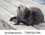Curious Sea Otter Sitting On A...
