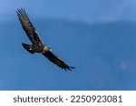 Adult Golden eagle (Inuwashi) is circling to search a prey in the blue mountains background