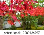 Bright Red Autumn Leaves Of...