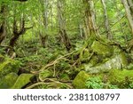 Small photo of Scenery of mysterious mossy forest near Tateshina Otaki Waterfalls at Nagano pref.