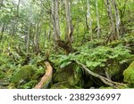 Small photo of Scenery of mysterious mossy forest near Tateshina Otaki Waterfalls at Nagano pref.