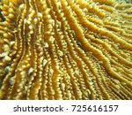 Close Up Of Mushroom Coral ...