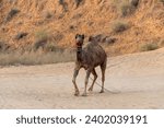 Small photo of Camel Ride, Camel Silhouette, Camel Ride Silhouette, Decorated camel Puskar Rajastan